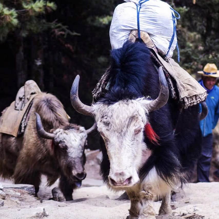 Trekking do Everest Base Camp w Nepalu