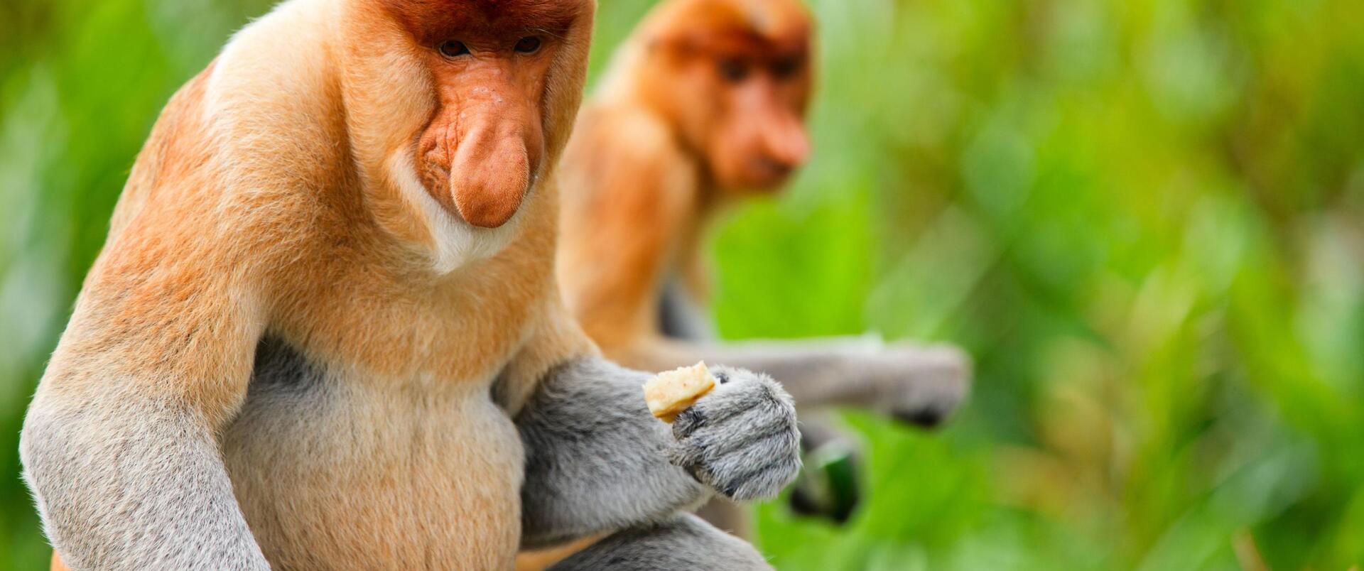 MALEZJA (Borneo-Sabah i Sarawak)-SINGAPUR