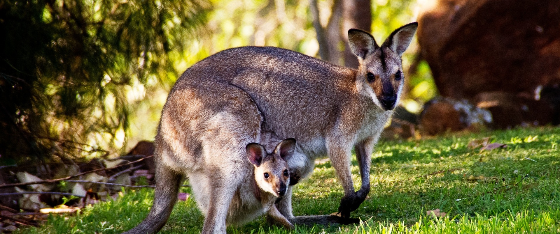 NOWA ZELANDIA (wyspy Północna i Południowa) - AUSTRALIA